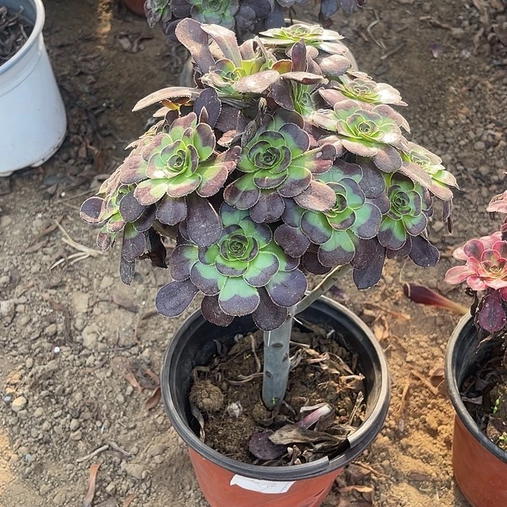 黑圆叶玫瑰玫瑰玫瑰
