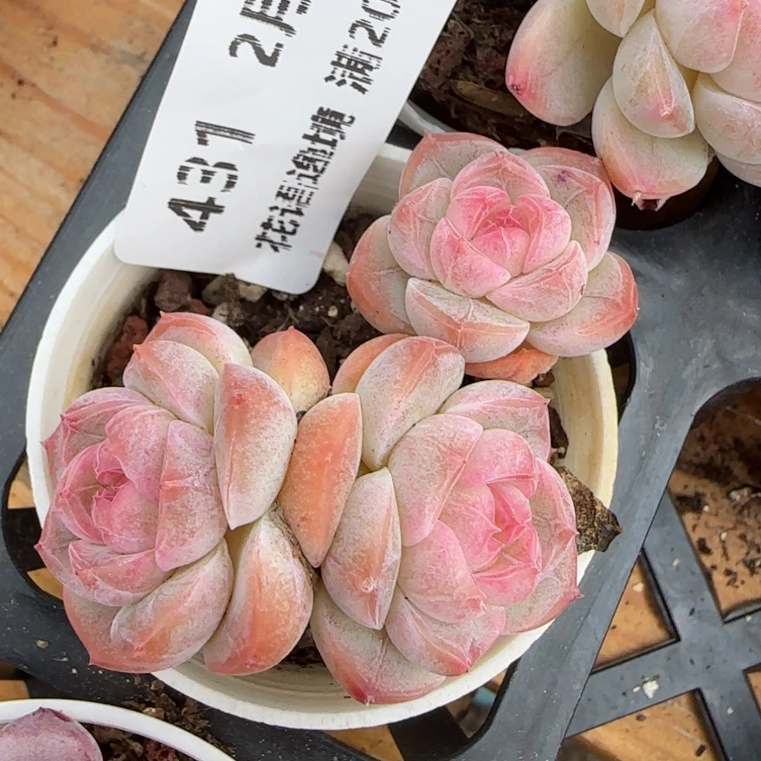 花语逸境0213-431