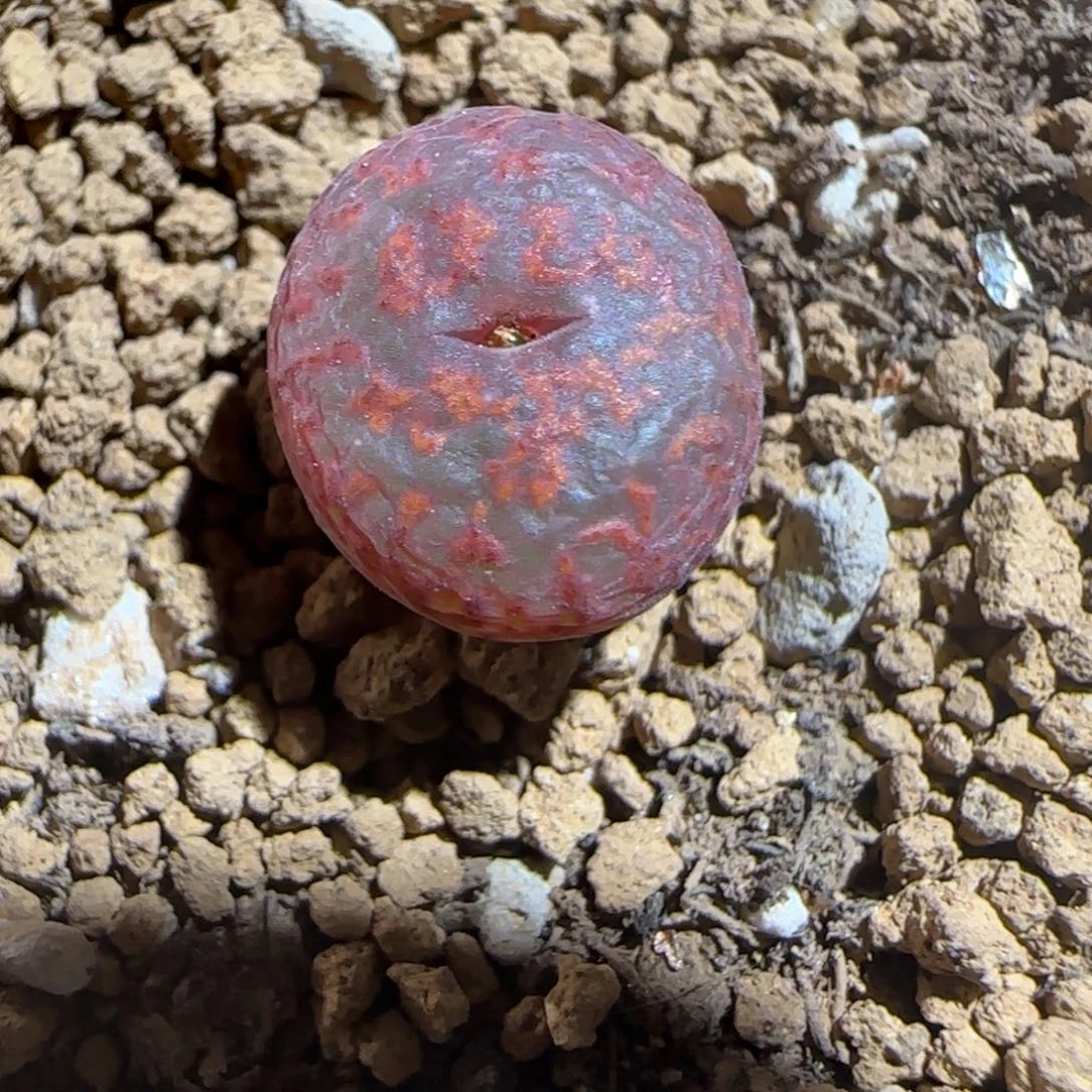 ****琳肉锥多肉植物组合-ap正红色酒红勋章1094