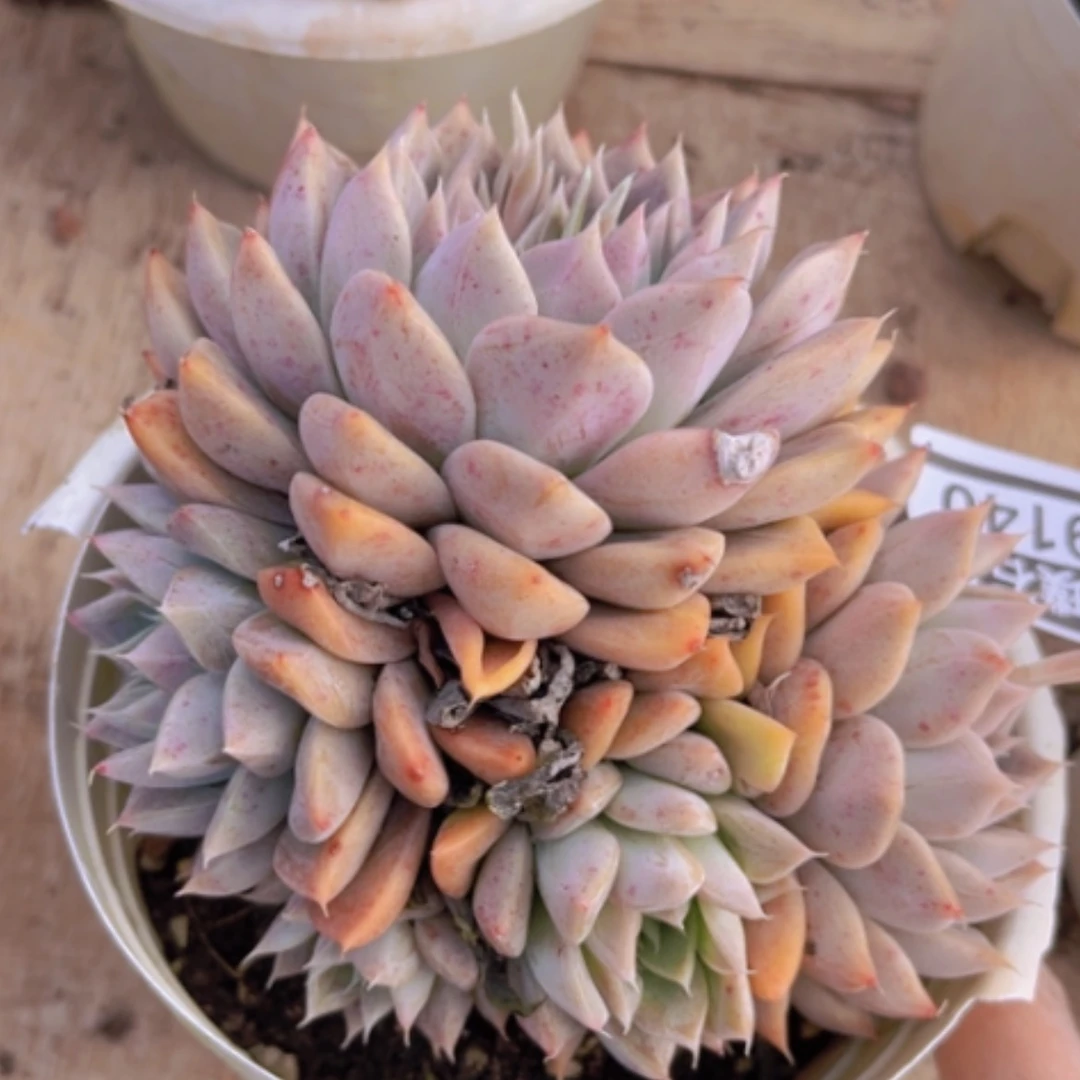 【闪购商品】龙纹章09140