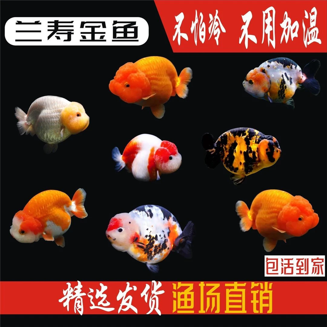 金鱼兰寿活鱼奶牛鱼苗精品淡水观赏鱼冷水招财小型淡水鱼好养耐活