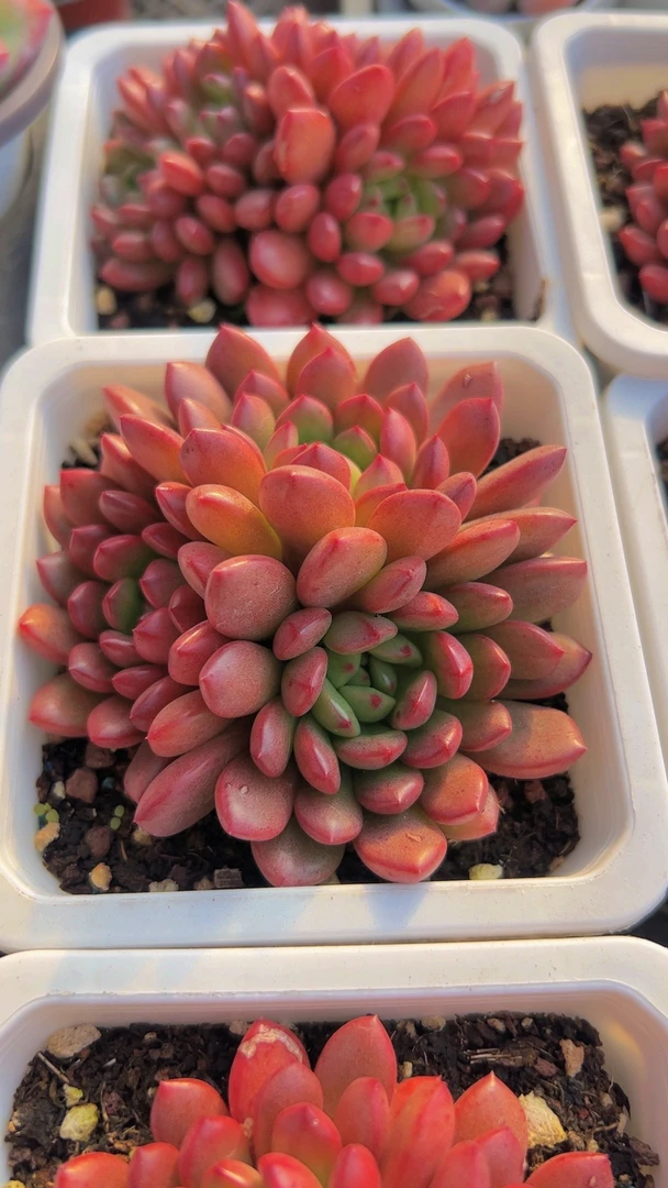 十方红宝石群（满9.9包邮）