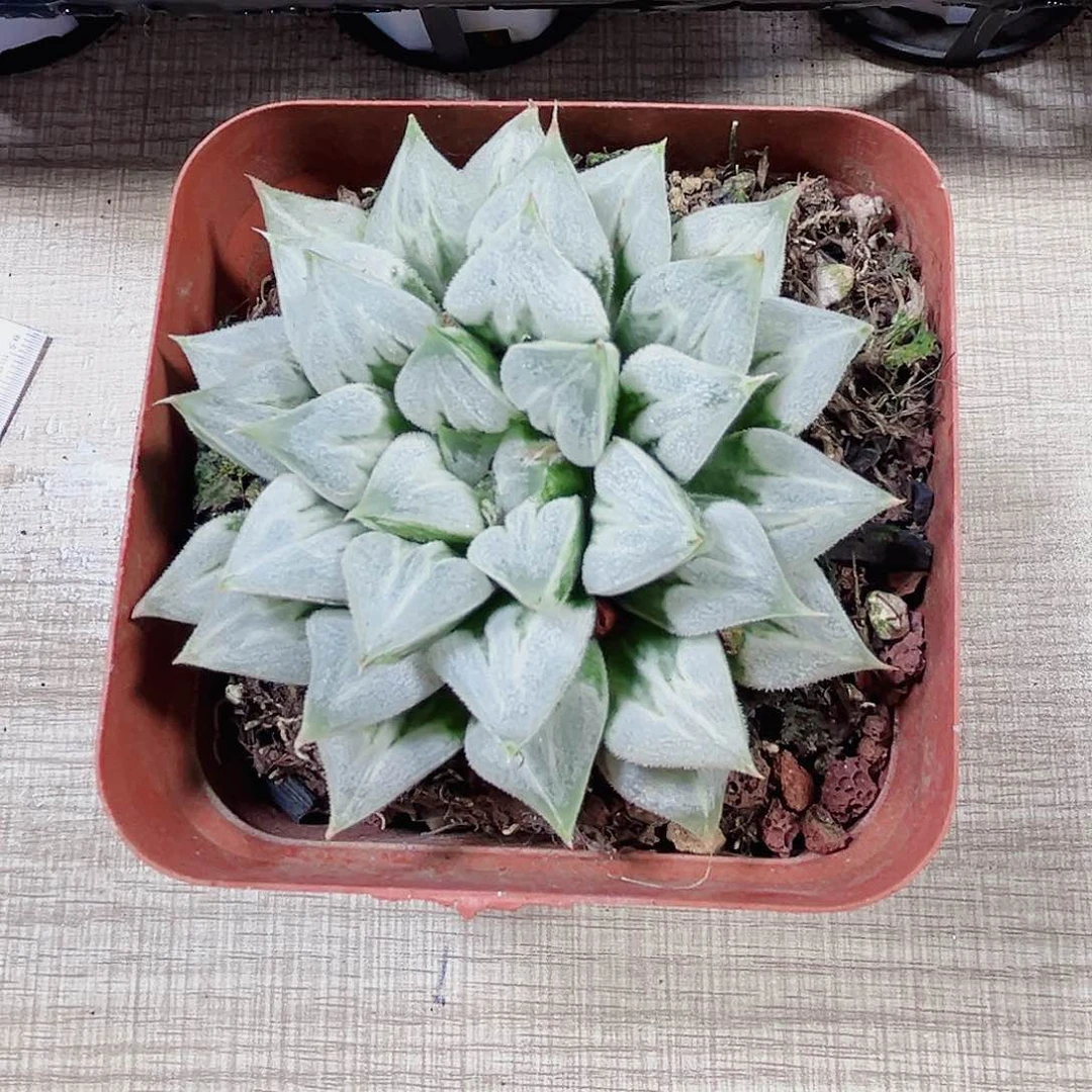 爱心寿多肉植物6666