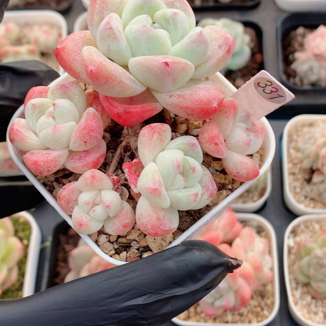 冰玉58包邮  群生不包整331