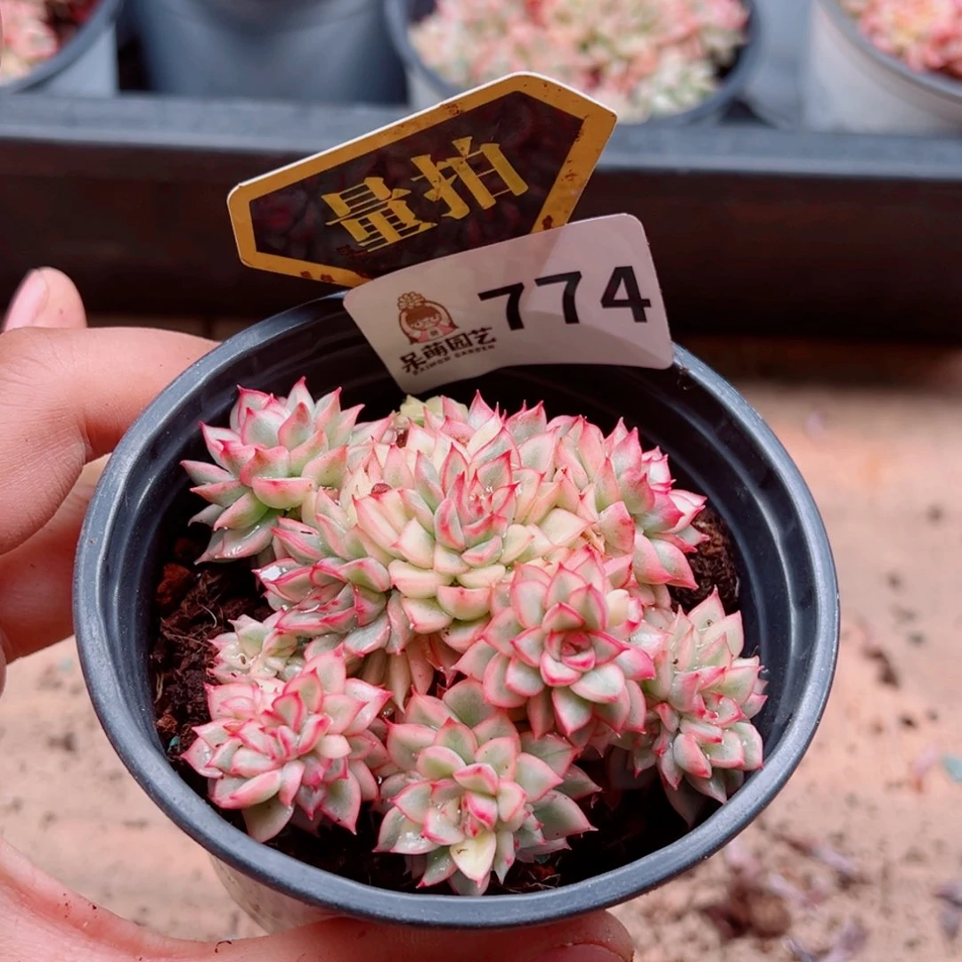 多肉植物多肉植物