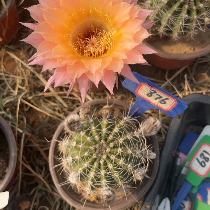 876，彩草太阳神。。。