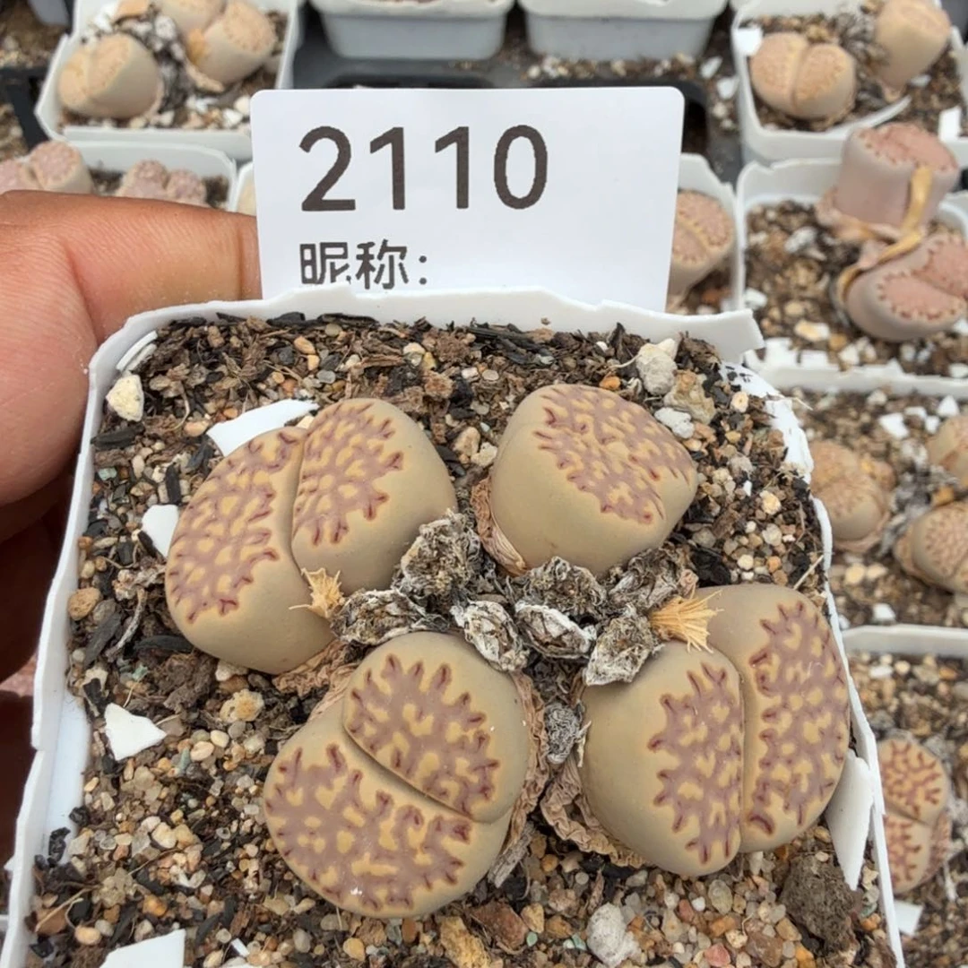 一***冯多肉植物多肉植物多肉植物