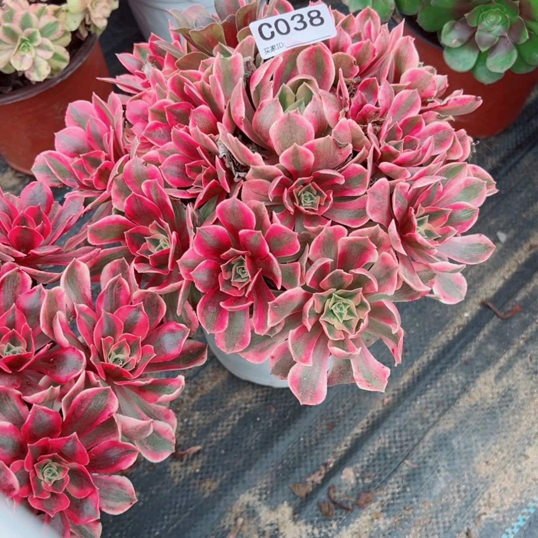 038女妖多肉植物法师多肉