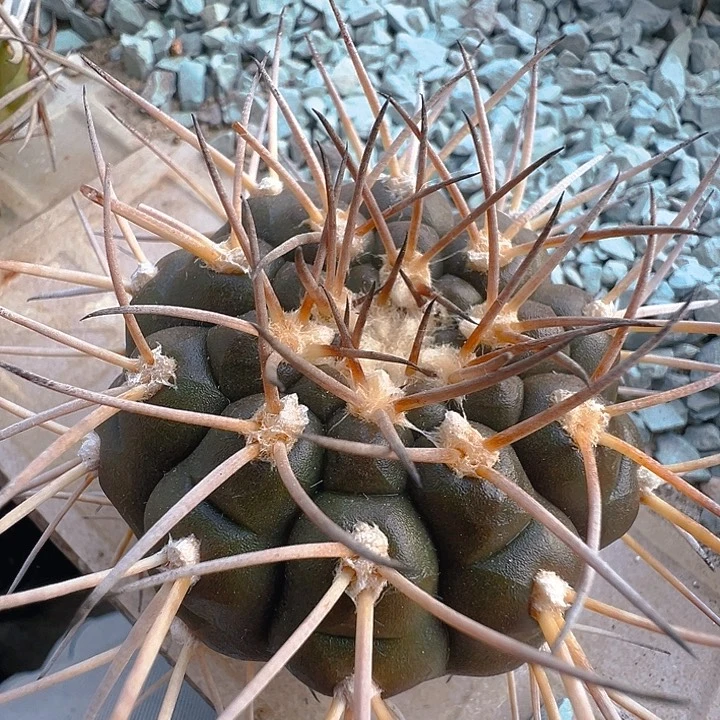 翘刺武勋。 苗接落地自根。