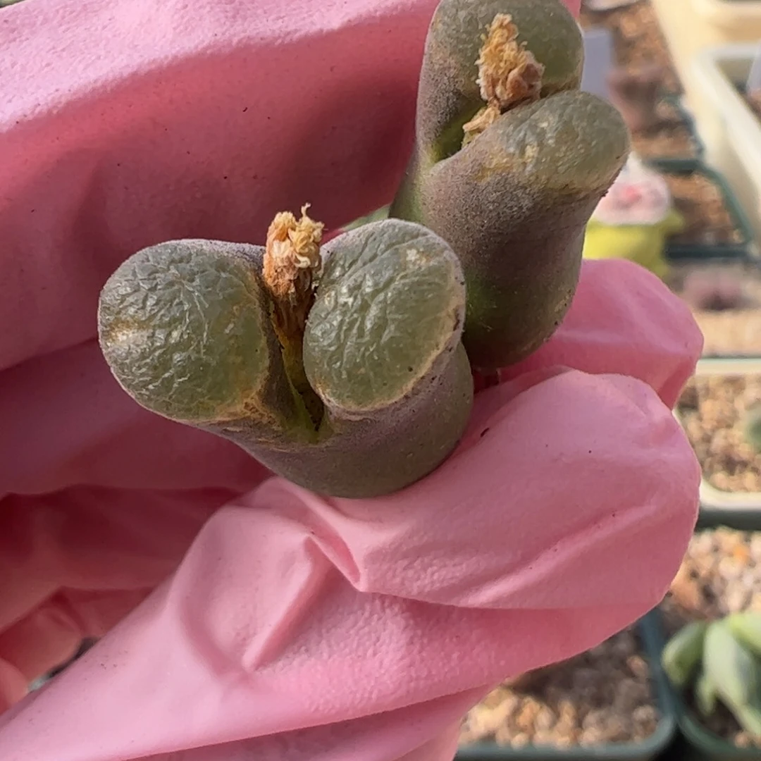 51 好看的多肉冲冲冲q