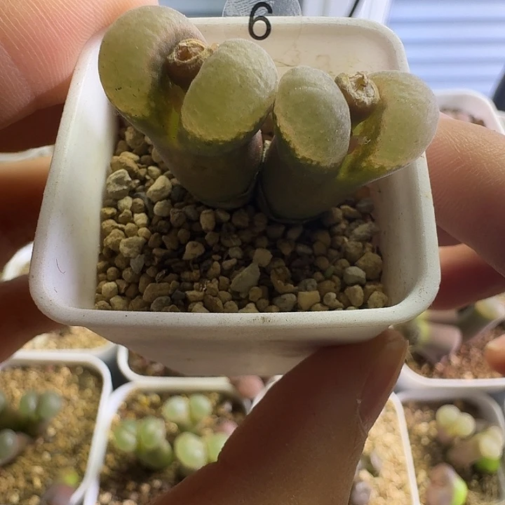 06......多肉.....有腿....