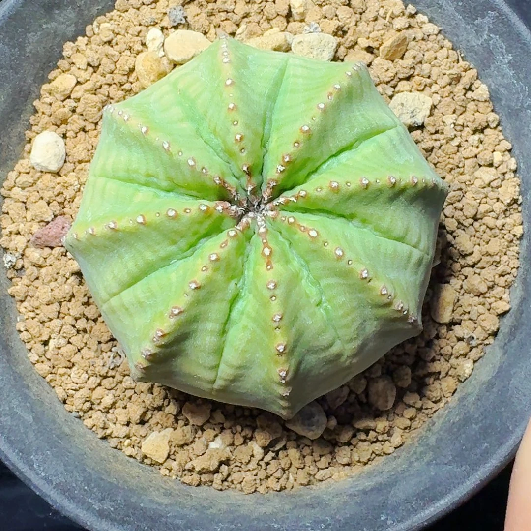 直播间，布纹，杂，专拍，