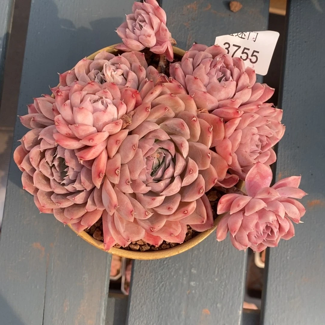 居**人杂交精品多肉3755