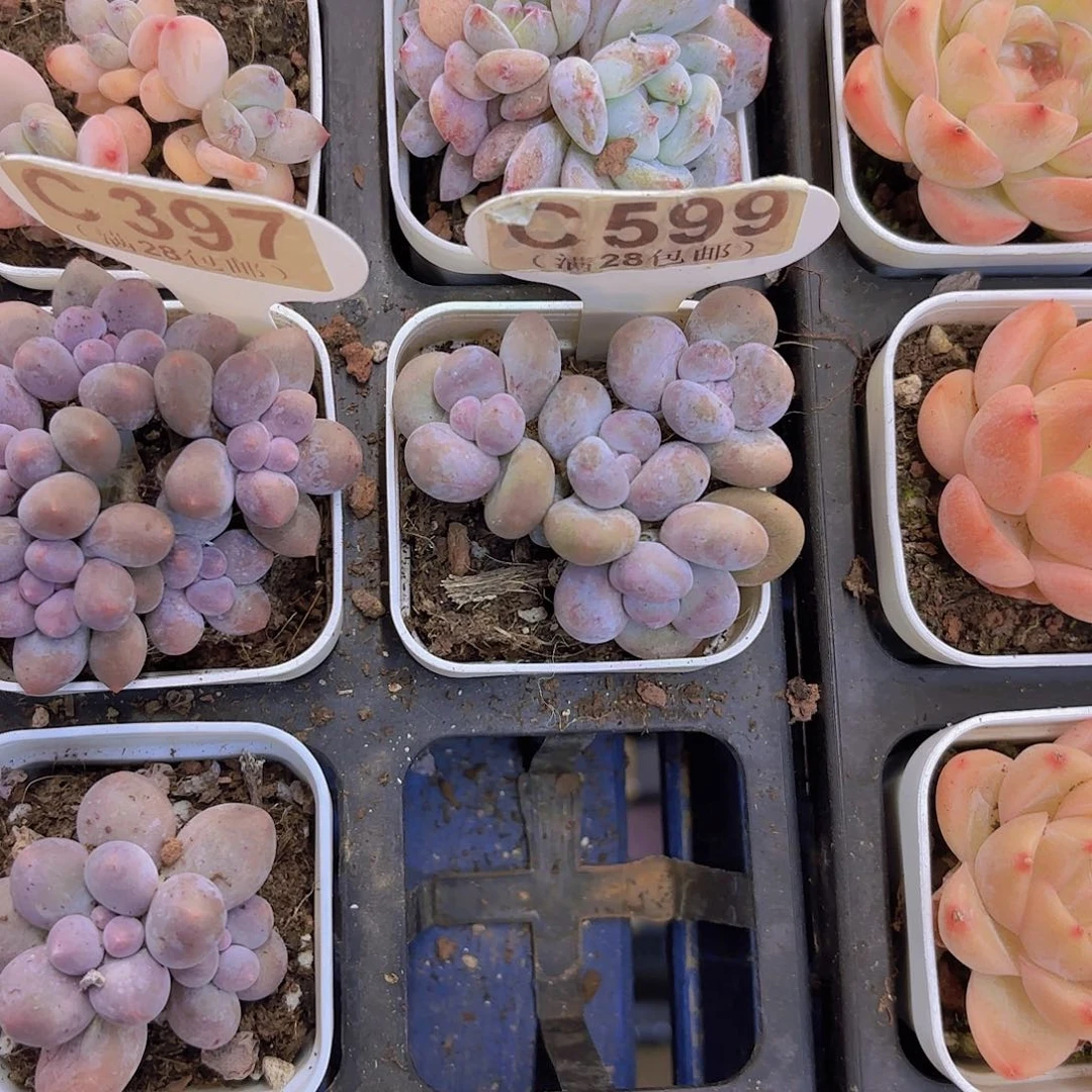 C599原始奶一物一拍