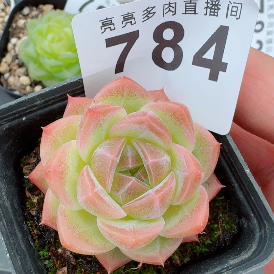 甜糖珍妮            精美多肉植物