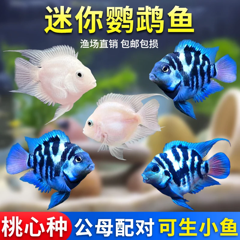 迷你鹦鹉鱼活体鱼观赏鱼小型淡水热带鱼苗宝蓝白金鹦鹉可繁殖种鱼