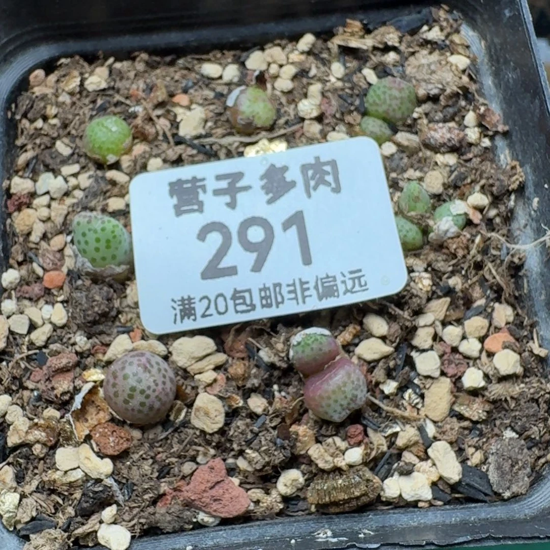 带盆土