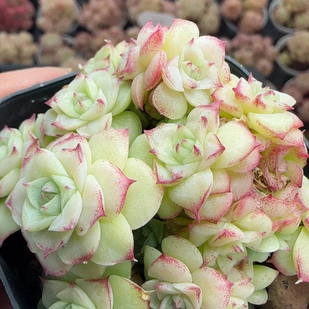 花语逸境0310-35女王