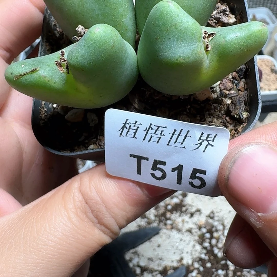 515号多肉植物哇c g