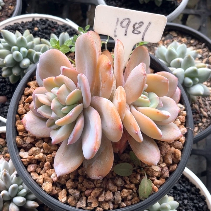 双头奶茶1981号码牌子的话题