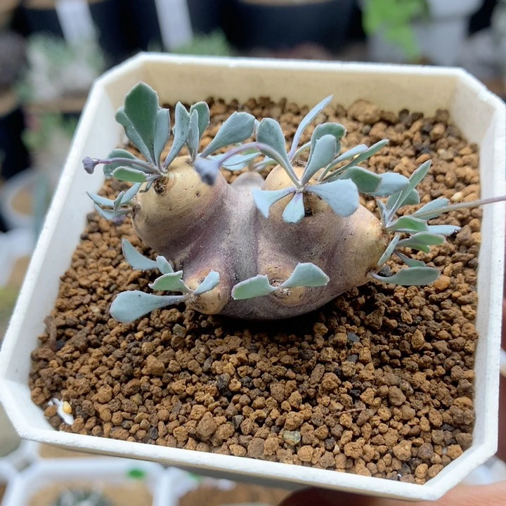 产地格加厚敦菊带盆3.8cm