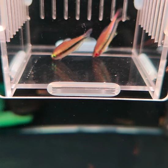 灯科鱼彩虹帝王一对