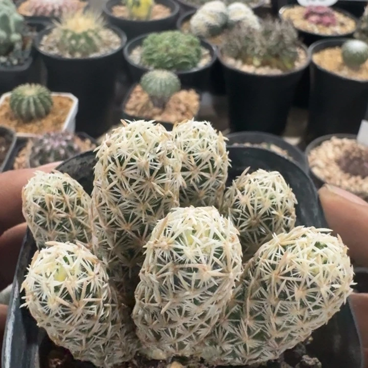 紫王子群生自根仙人球