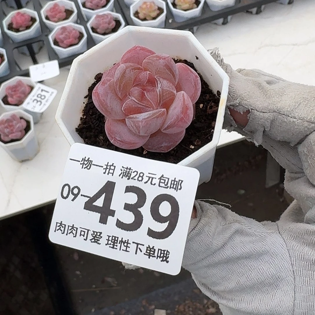 栩***生玉兔无盆发货多肉无