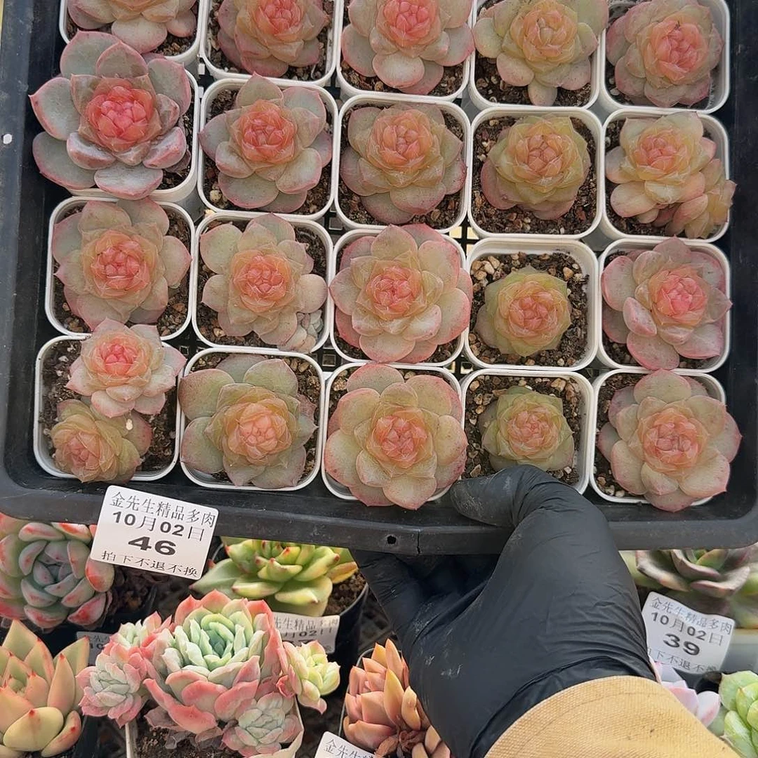 1002-46溏心单头量拍