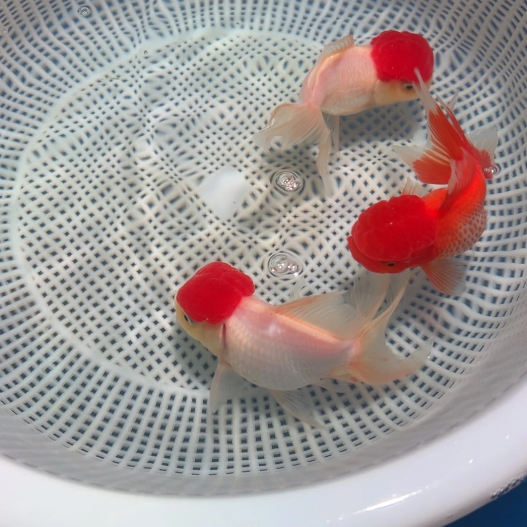 金鱼冷水观赏鱼混搭