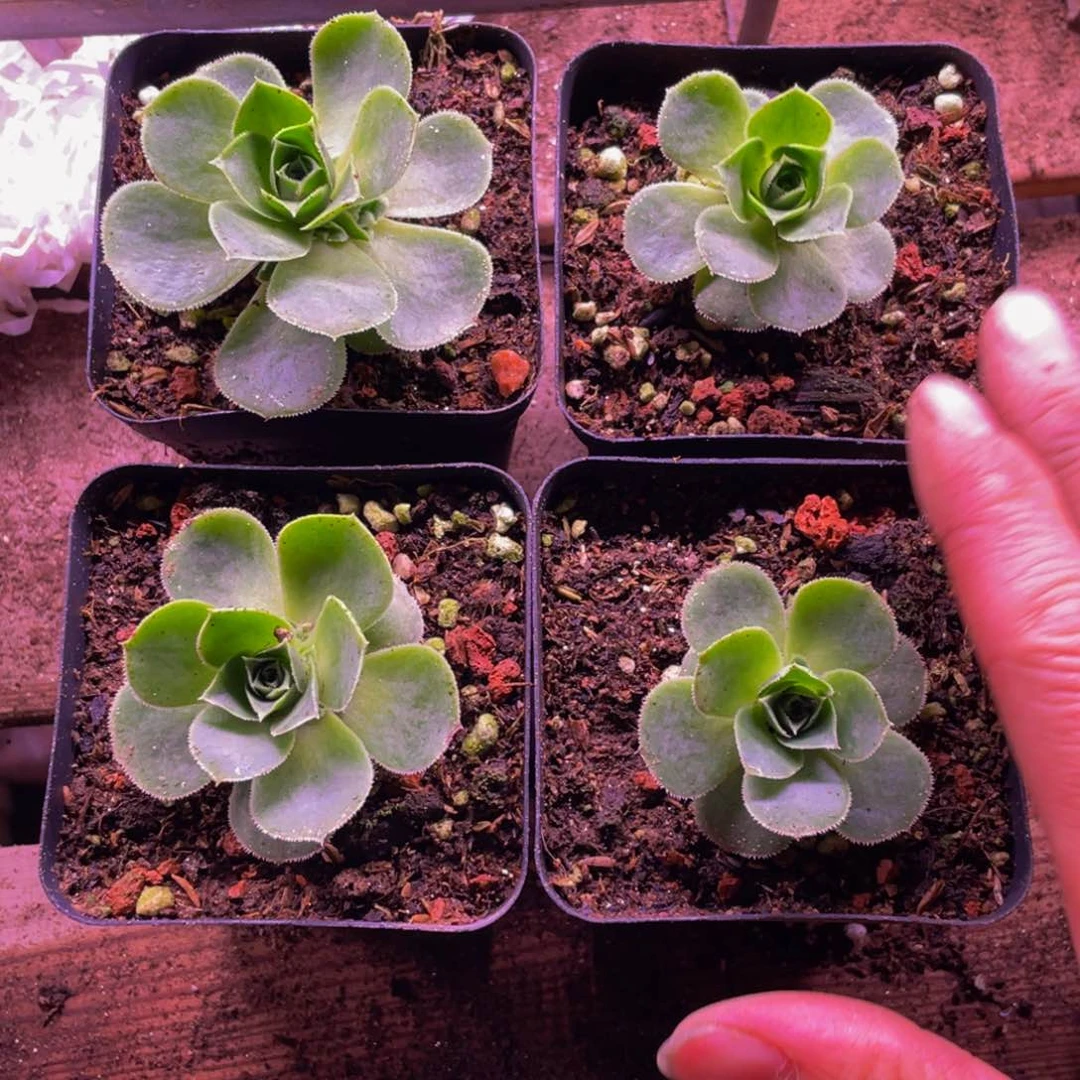 艳日玫瑰杂锯齿边1颗带盆