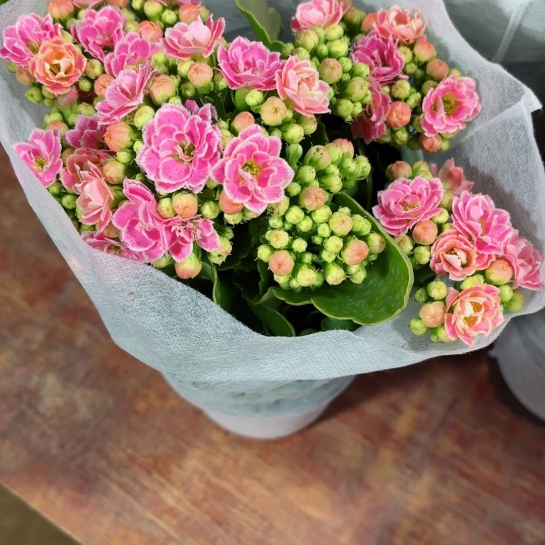 A519大彩蝶长寿花一颗