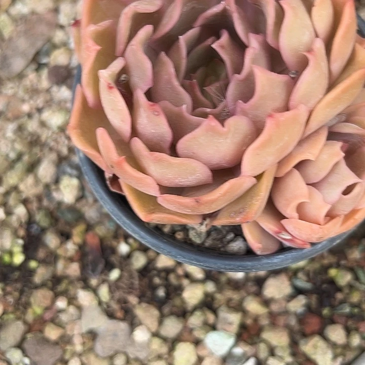 燕***食吻46¥@ikkmklokml