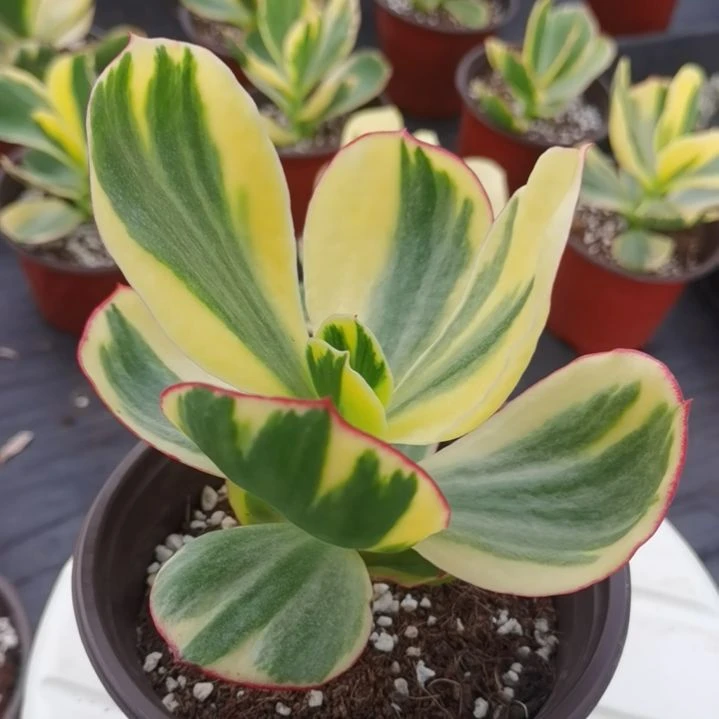 包菜家族的青梅白覆轮锦