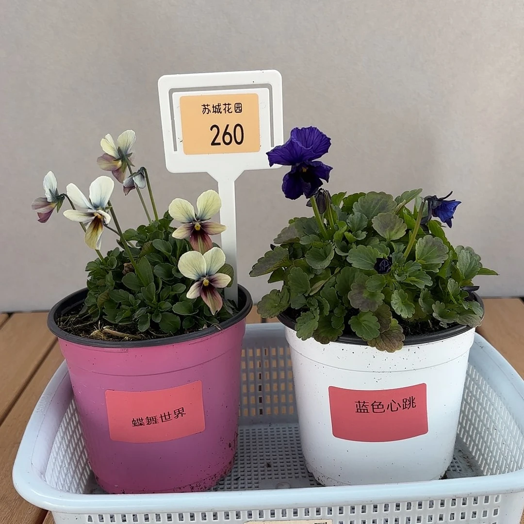 大部分开放少量花苞260