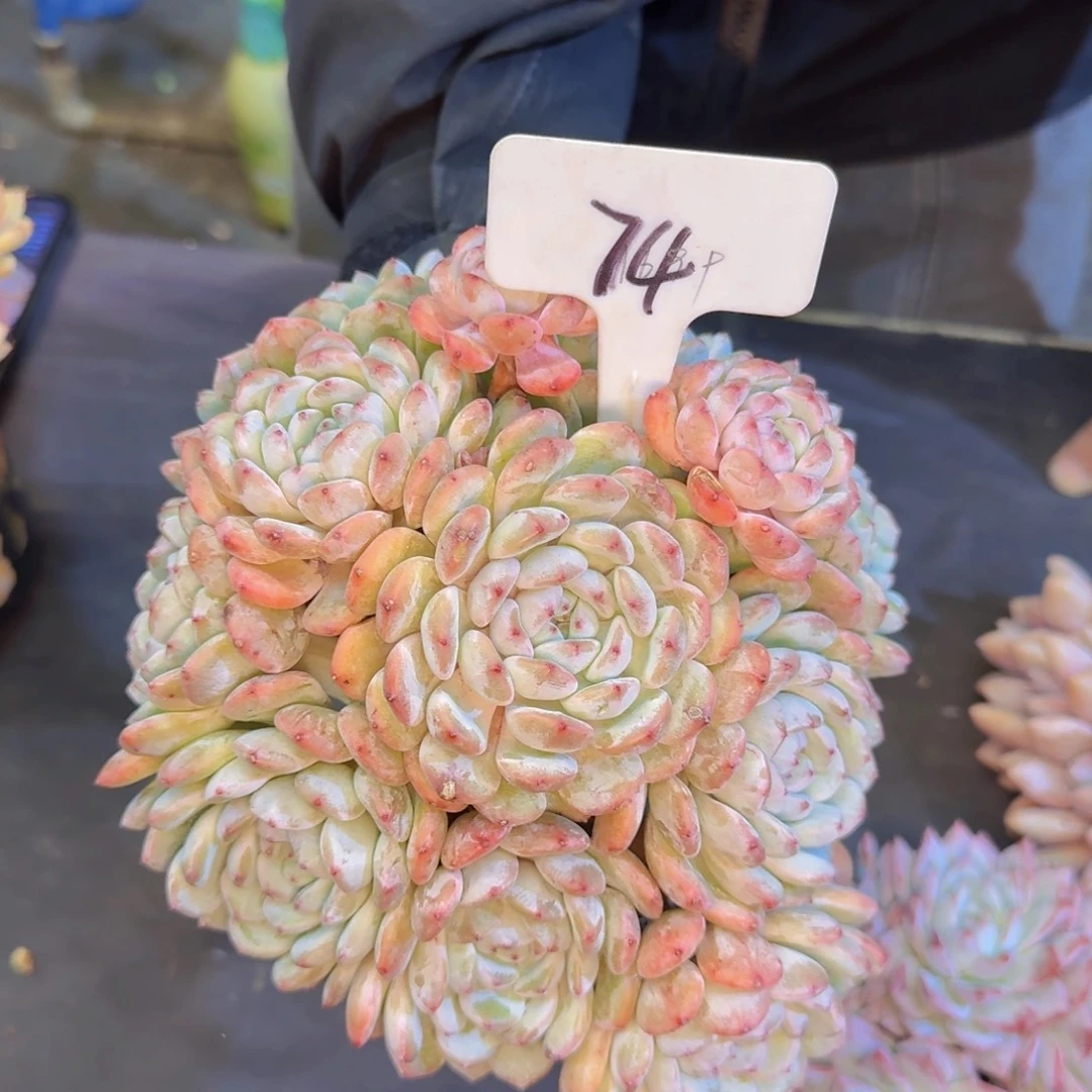 糖***c多肉植物的生长发育与生长