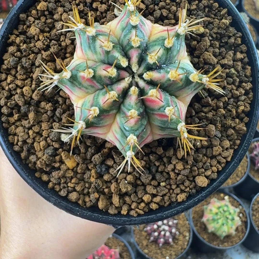 花炸弹00000000000202