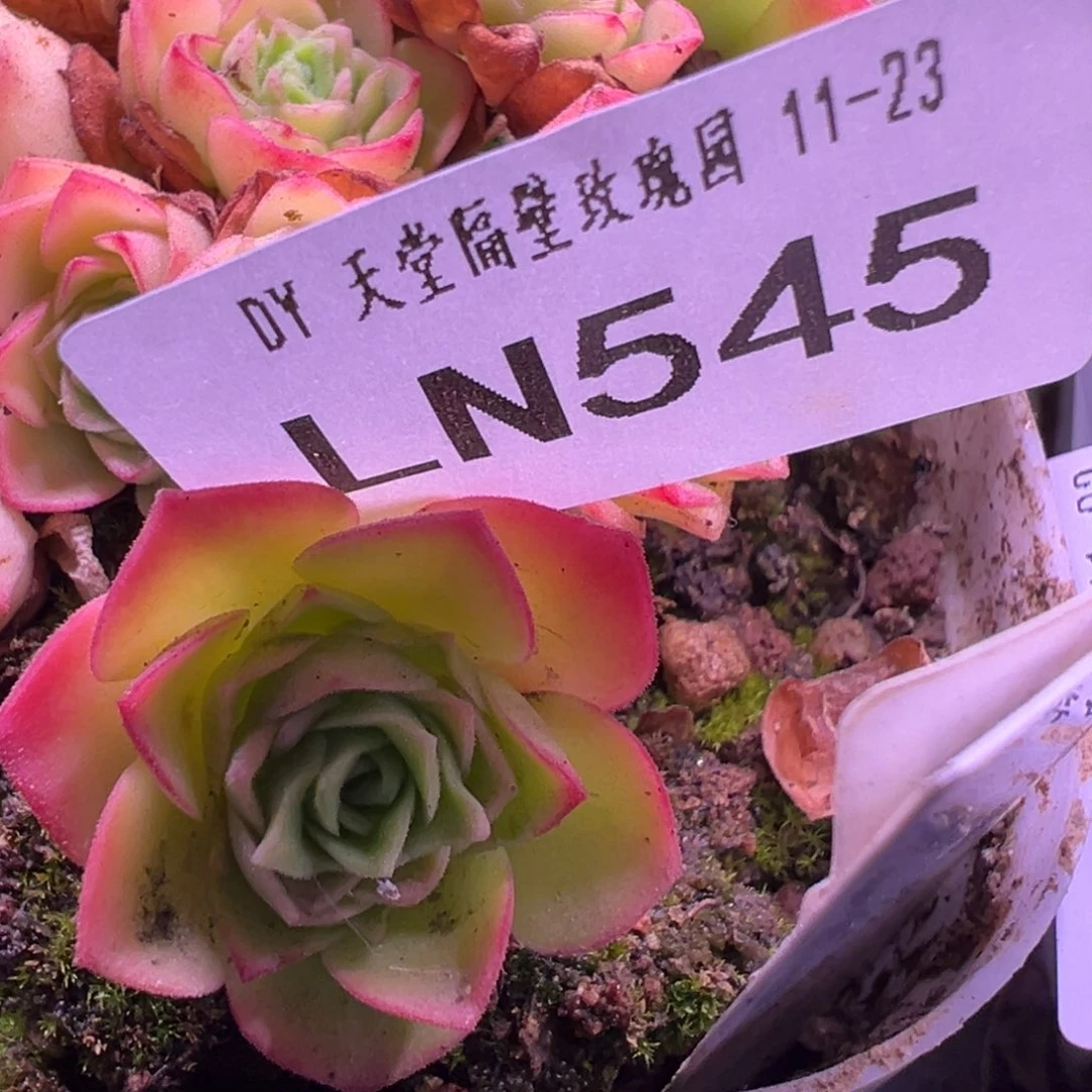 LN545若初新白龙侧芽价