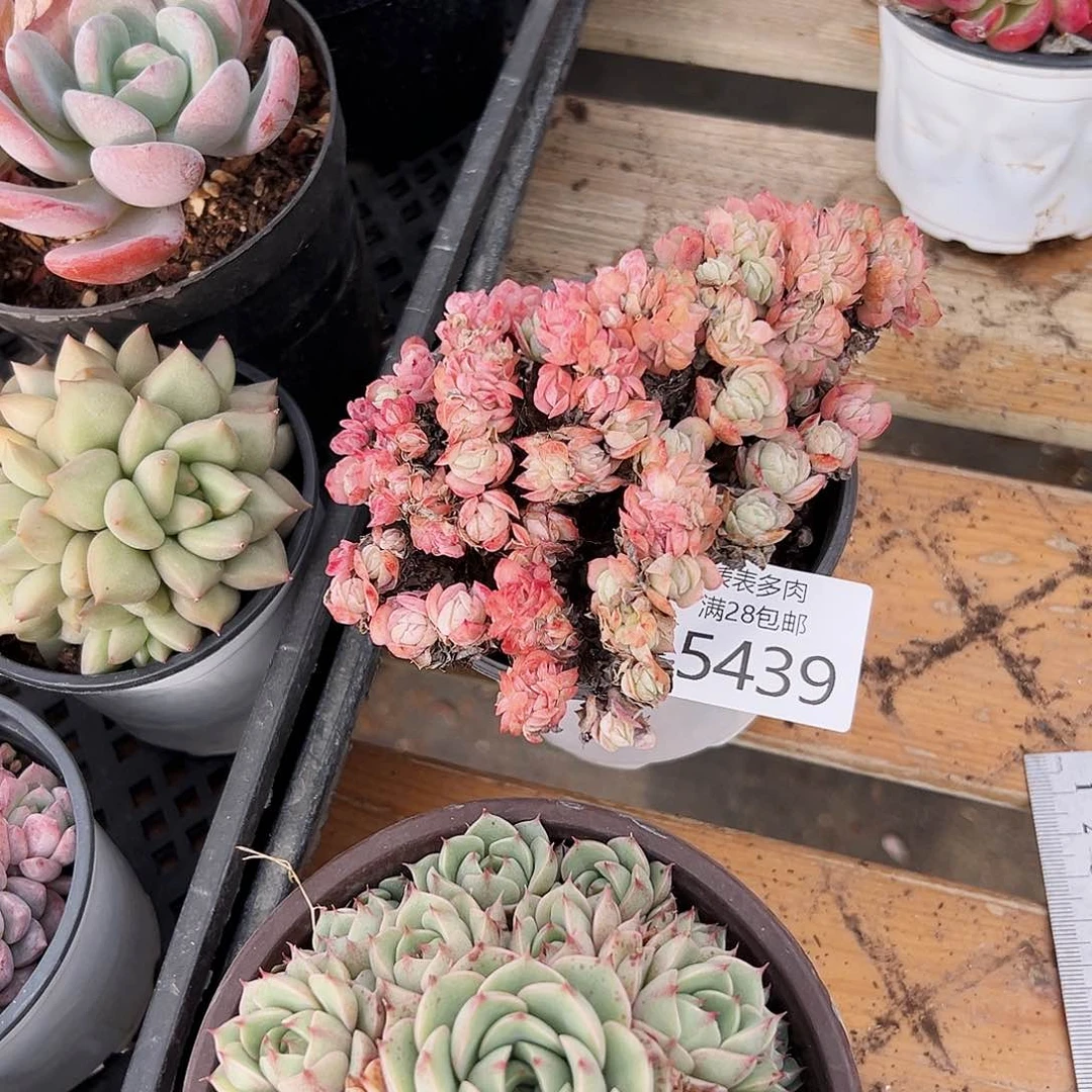9号我****?我们的确是5439