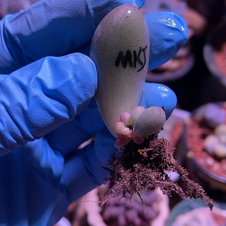 米可奶酪锦基因多肉植物