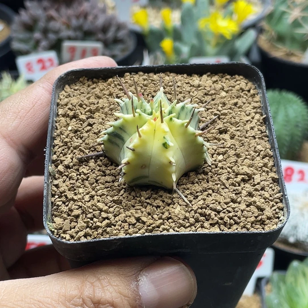 斑马锦大戟 带盆土包邮 特价