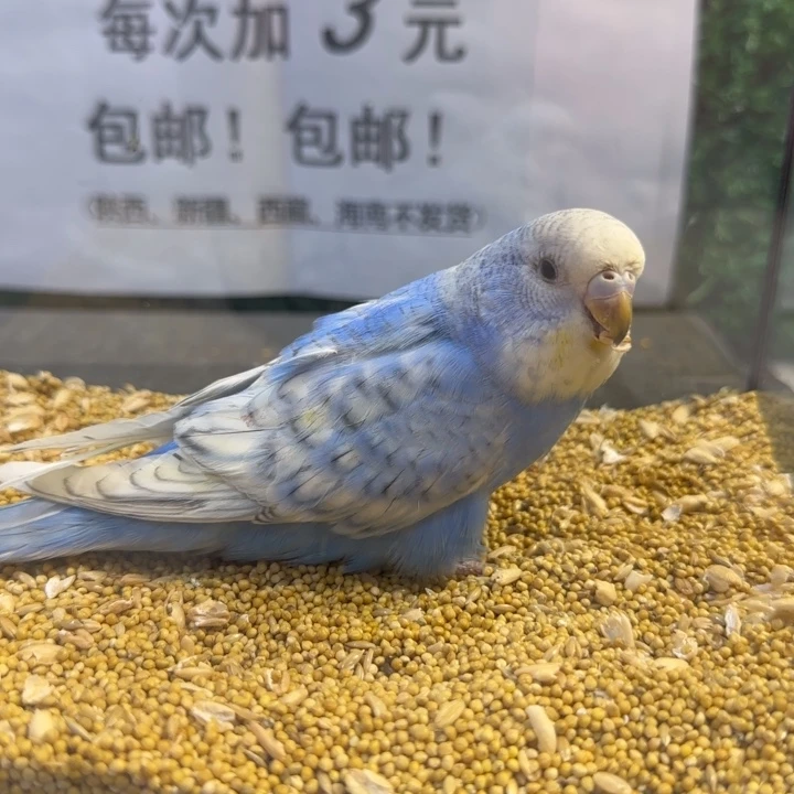 虎皮鹦鹉大头虎皮鹦鹉