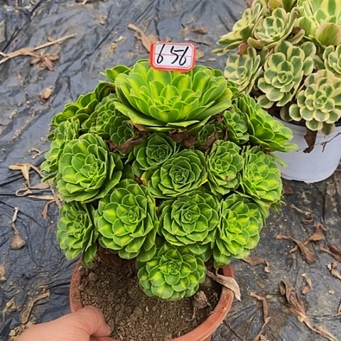 翡翠琉璃老桩捧花656号