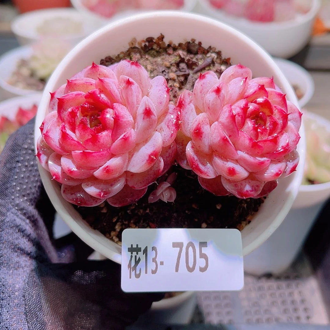 花利美13-705天鹅绒