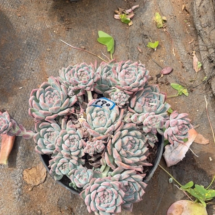 990霜花一物一拍多肉
