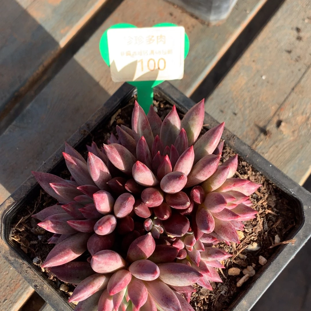 车厘子老桩一物一拍