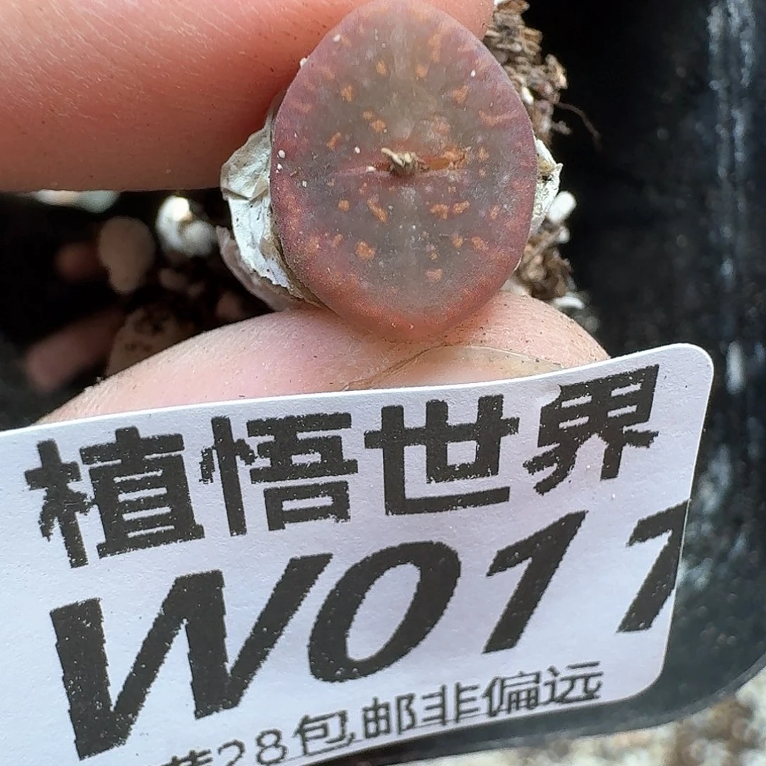 多肉植物的润泽地fvv