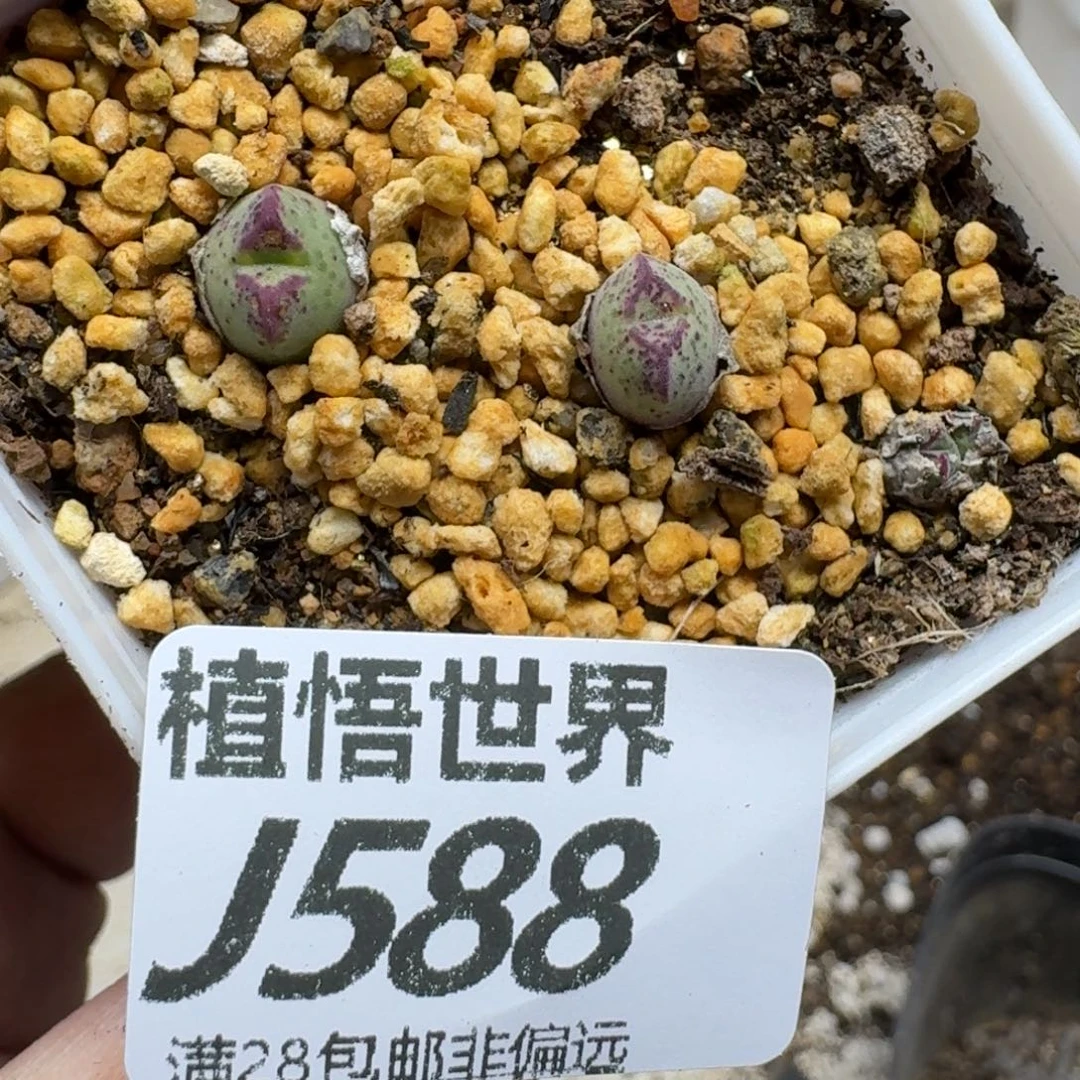 多肉植物的润泽fgb