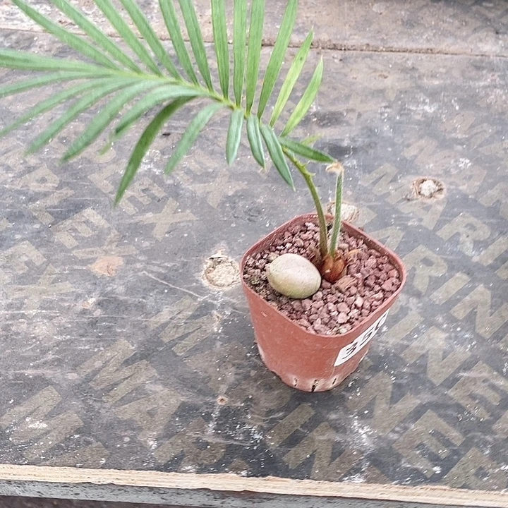 350白鳞铁块根植物
