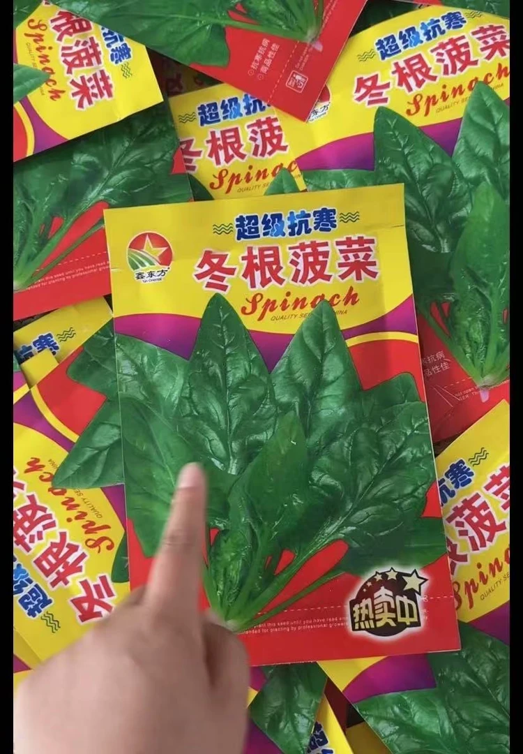 【冬根菠菜种子】耐低温春夏秋均可栽培东北越冬越寒
